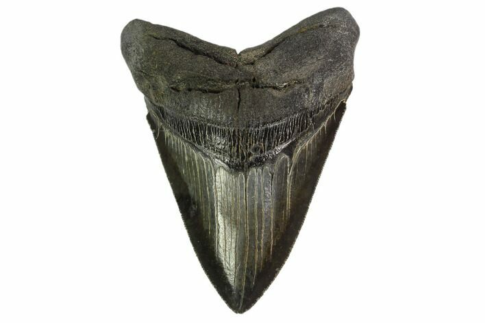 Serrated, Fossil Megalodon Tooth - Georgia #135922